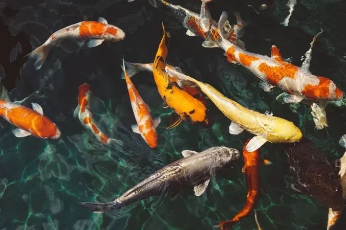 Mengenal Apa itu Ikan Koi dan Tempat Beli Ikan Koi