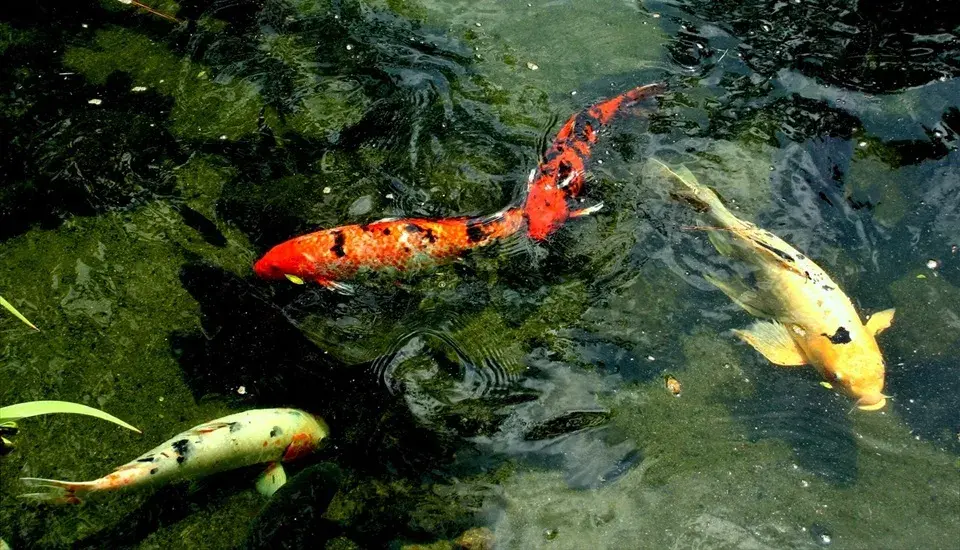 Mengenal Apa itu Ikan Koi Tips Asyik Merawat Ikan Koi 3 Mengenal Apa itu Ikan Koi dan Tempat Beli Ikan Koi
