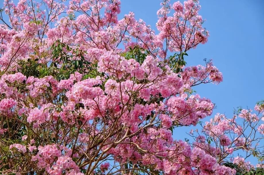 pohon tabebuya warna pink Mengenal Apa itu Pohon Tatebuya dan Penjual Pohon Tersebut 3 pohon-tabebuya-warna-pink