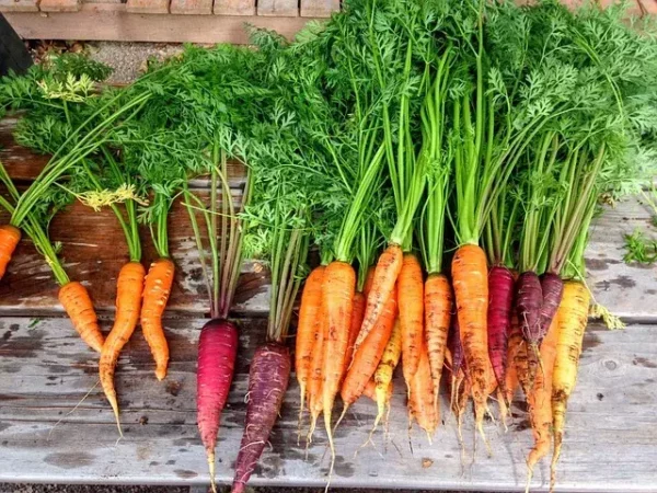 Manfaat Vitamin A pada Wortel untuk Kesehatan Manusia