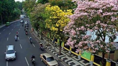Jual Tanaman Pohon Tabebuya Rekomendasi Pohon Hias Populer untuk Mempercantik Taman Kamu 17 Jual Tanaman Pohon Tabebuya