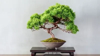 bonsai Rekomendasi Pohon Hias Populer untuk Mempercantik Taman Kamu 19 bonsai