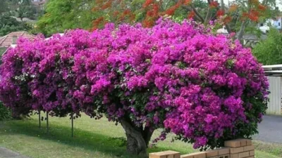 bougenville Rekomendasi Pohon Hias Populer untuk Mempercantik Taman Kamu 15 bougenville