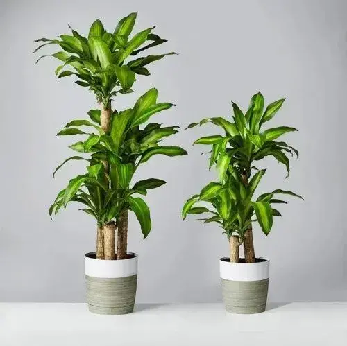 dracaena Rekomendasi Pohon Hias Populer untuk Mempercantik Taman Kamu 20 dracaena
