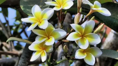 kamboja Rekomendasi Pohon Hias Populer untuk Mempercantik Taman Kamu 16 kamboja