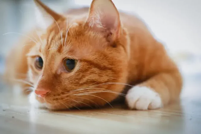 Manfaat Catnip untuk Kesehatan Mental Kucing