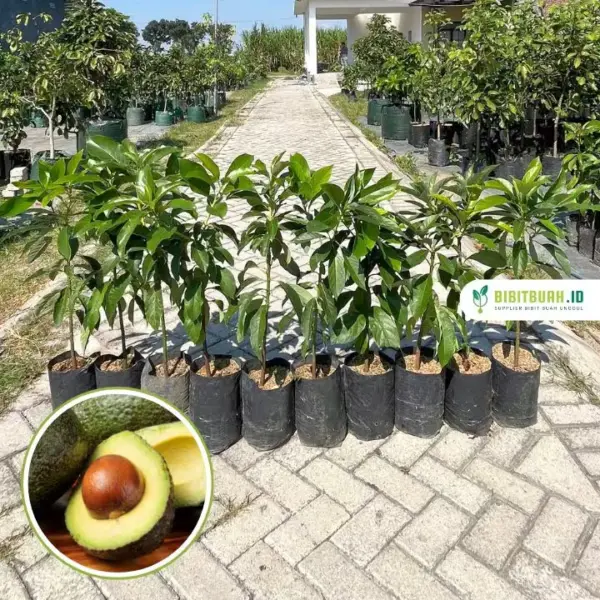 jual bibit alpukat 2