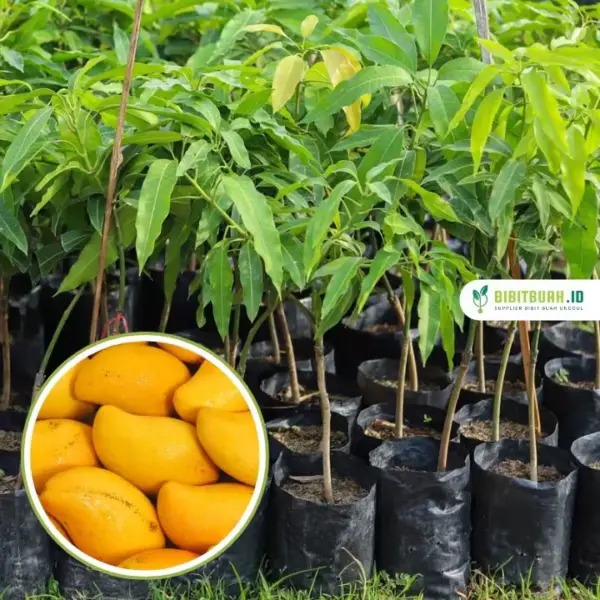 jual bibit mangga kiojay